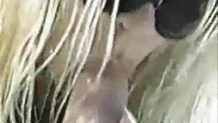 Dopo la lezione di musica, si è video film gratis porno aggrappata al membro dell'insegnante con la bocca.